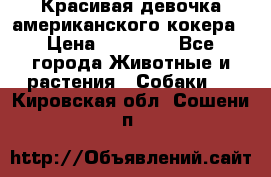 Красивая девочка американского кокера › Цена ­ 35 000 - Все города Животные и растения » Собаки   . Кировская обл.,Сошени п.
